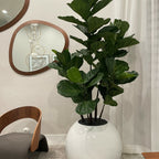 Weiße Kugelvase mit Geigenfeige – 180 cm