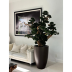 Oversized Bonsai im Matte Braun Brannan Topf