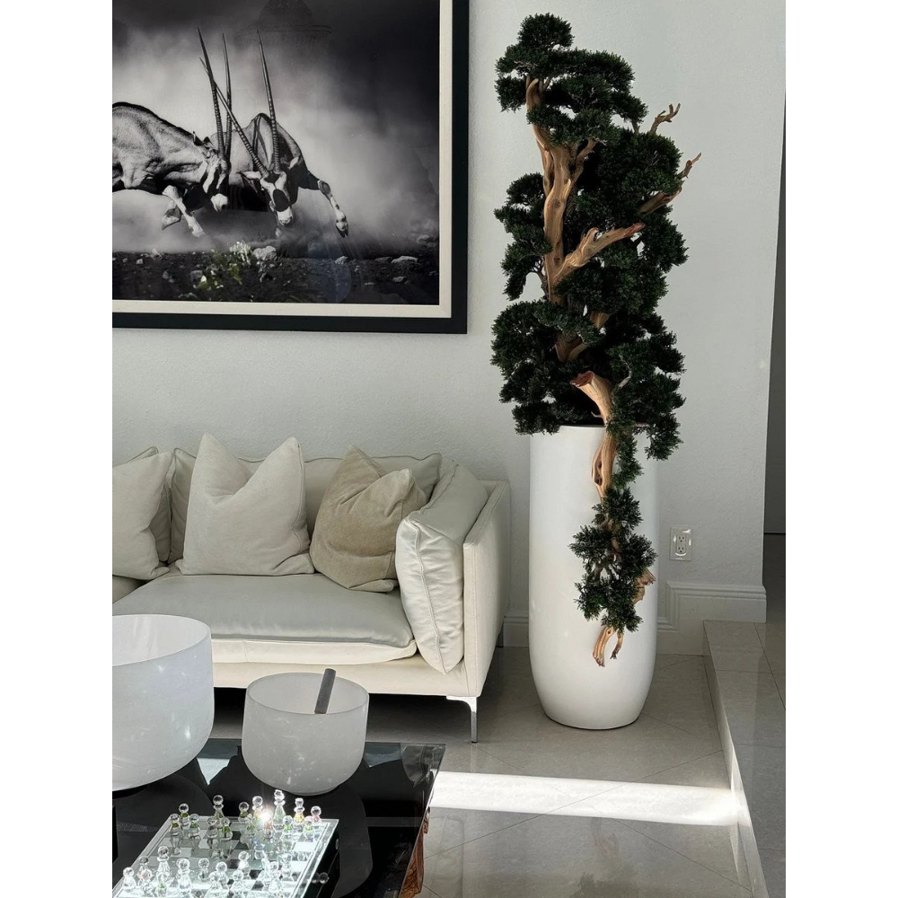 Bonsai im Matte Weißen St. Tropez Topf