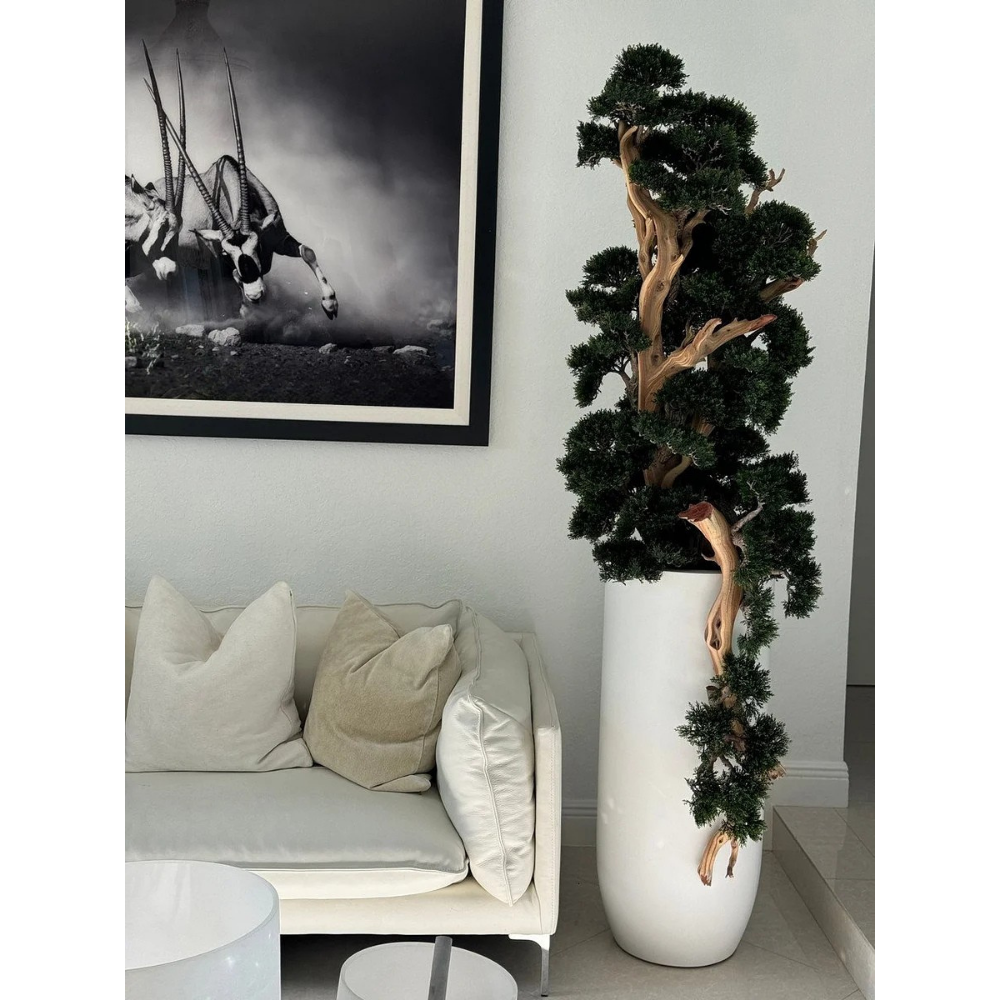 Bonsai im Matte Weißen St. Tropez Topf