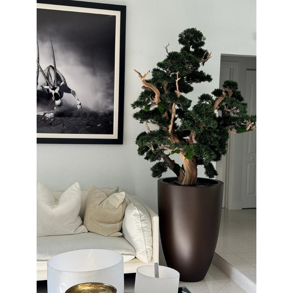 Oversized Bonsai im Matte Braun Brannan Topf