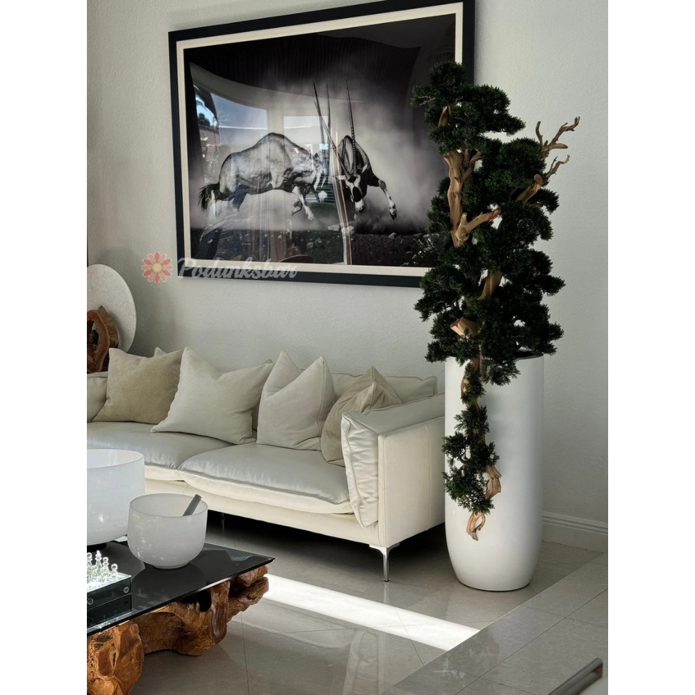 Bonsai im Matte Weißen St. Tropez Topf