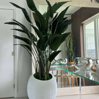 Paradiesvogelblume in weißer Spiralvase