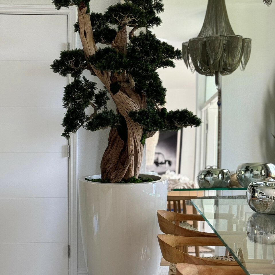 Großer Bonsai im Brannan-Topf