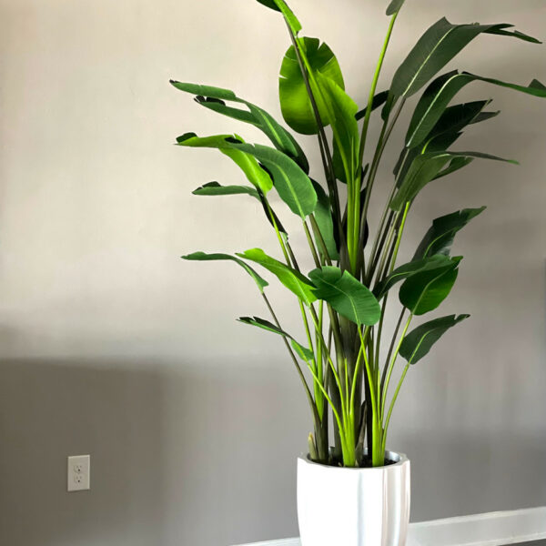 Paradiesvogelblume (2,7 m)